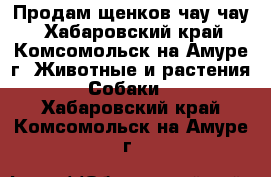 Продам щенков чау чау - Хабаровский край, Комсомольск-на-Амуре г. Животные и растения » Собаки   . Хабаровский край,Комсомольск-на-Амуре г.